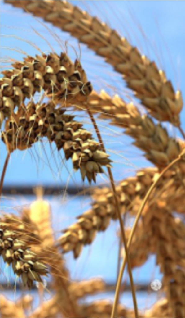 Agriculture